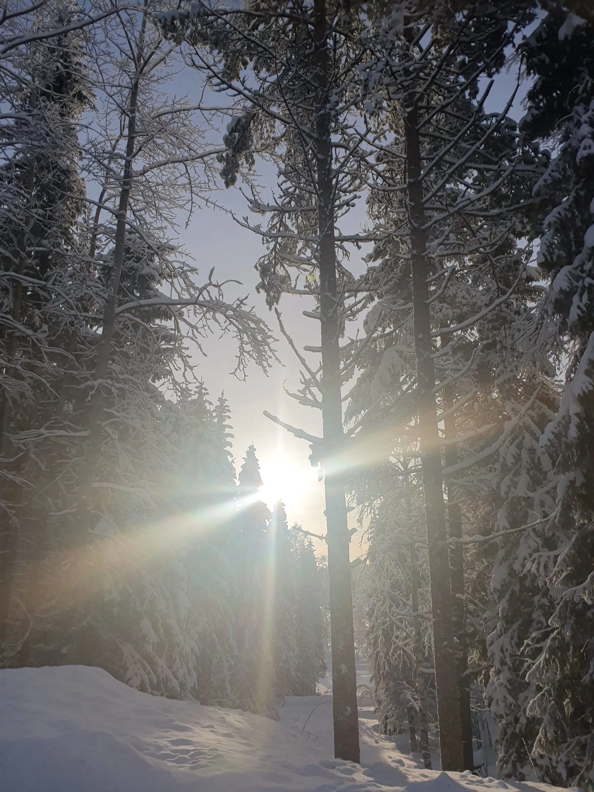 Kelotupa 19 pihapiiri